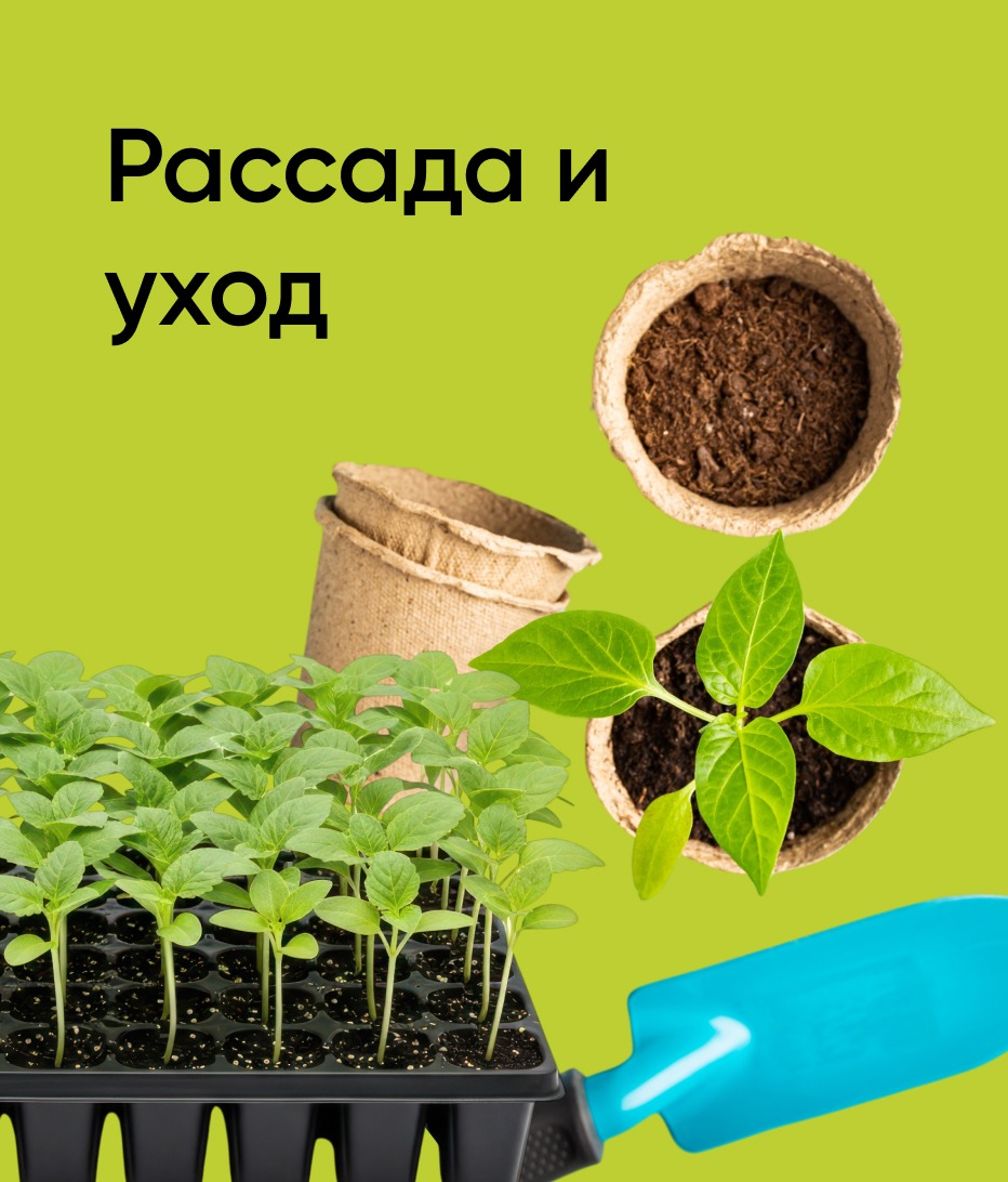 Рассада и уход